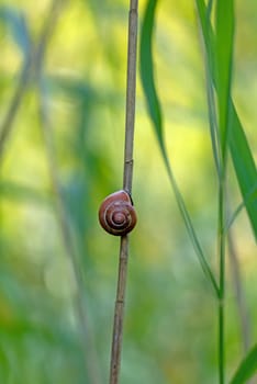 A single brown snail shell sticks to a reed stem against a blurred green background
