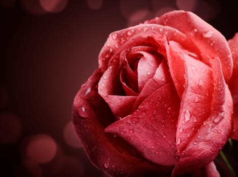 Beautiful pink rose on dark background