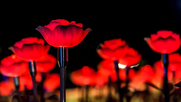 Rose background. Rose lanterns, part of Beauty and the Beast installation at Festival of Light.