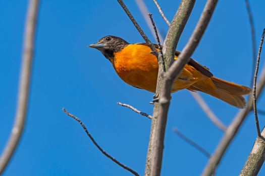 A Baltimore Oriole Watching From Above in Presque Isle State Park in Pennsylvania
