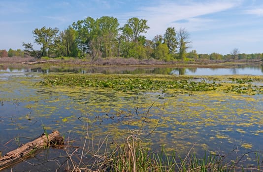 Wetlands in a Great Lakes Penisula at Presque Isle State Park on Lake Erie in Pennsylvania