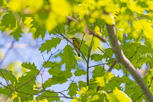 A Magnolia Warbler Hiding in the Trees in Presque Isle State Park in Pennsylvania