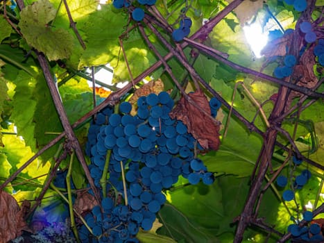 Blue grapes in the green leaves of the vine of the vineyard. Fruit berries. Blue grapes. Industrial winemaking. Green leaves of a vine. Agricultural business. Farming. Shop window.
