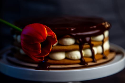 A red tulip with a yellow rim on the background of a cake in chocolate glaze on a dark background. High quality photo
