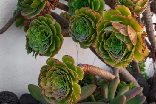 Aeonium arboreum close-up on the street against a white wall.