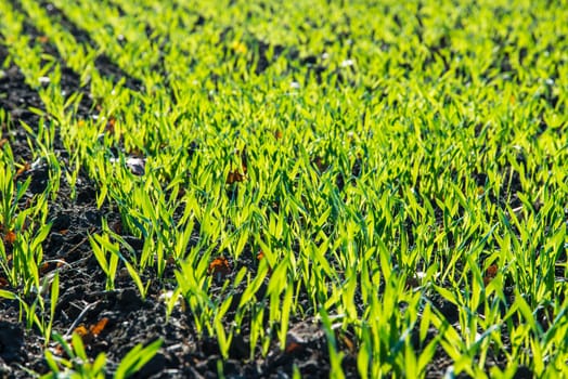 agriculture in spring