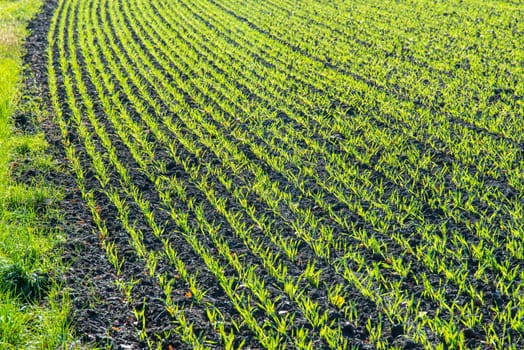 agriculture in spring