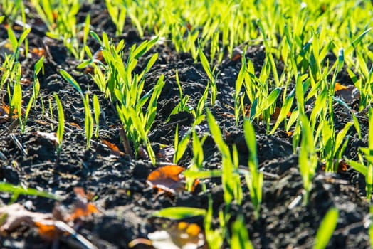 agriculture in spring
