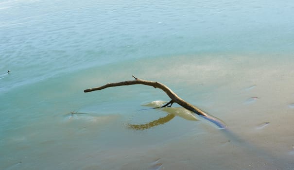 Branch of a tree in a frozen lake in winter