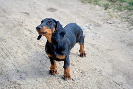 The dachshund dog is standing on a dirt road. High quality photo