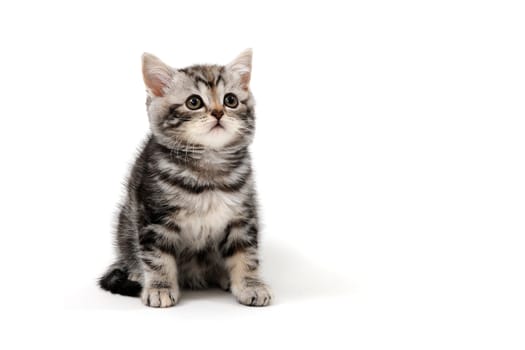tabby purebred kitten sits on a white isolated background. High quality photo
