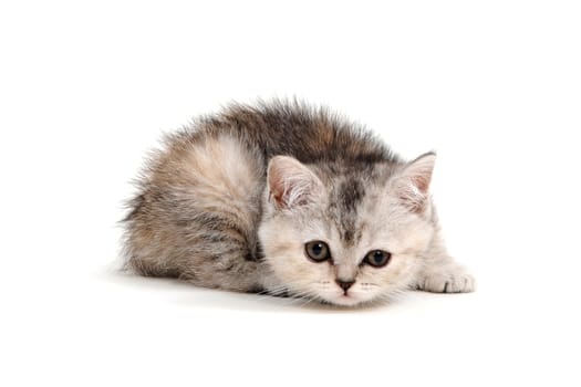 tabby purebred kitten sits on a white isolated background. High quality photo