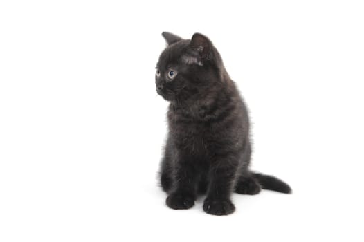 a black purebred kitten sitting on a white isolated background. High quality photo