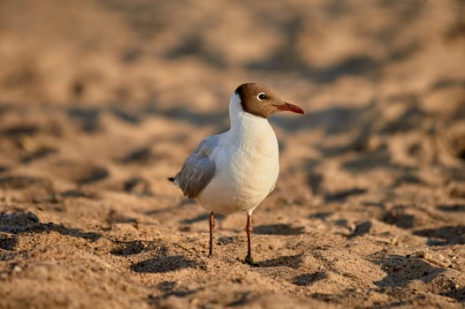 A seagull stands on the sand on a sunny evening. High quality photo