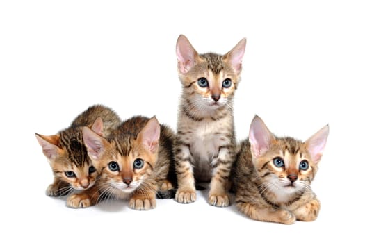 four purebred kittens sit on a white isolated background. High quality photo