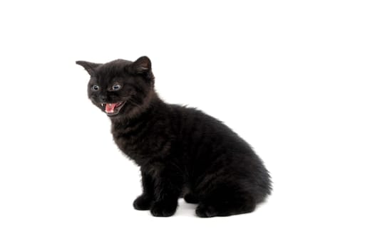 a black purebred kitten sitting on a white isolated background. High quality photo