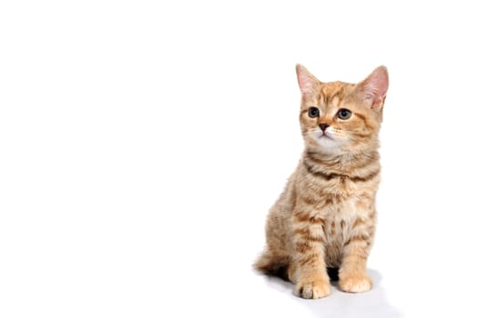 ginger striped purebred cat sitting on white isolated background. High quality photo