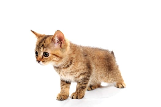 ginger striped purebred cat sitting on white isolated background. High quality photo