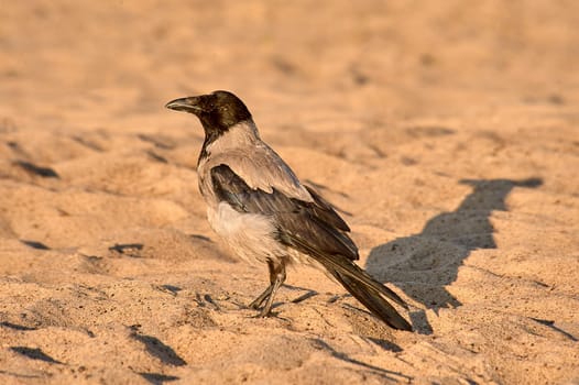 A crow stands on the sand on a sunny evening. High quality photo