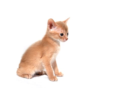 ginger striped purebred cat sitting on white isolated background. High quality photo