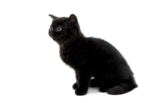 a black purebred kitten sitting on a white isolated background. High quality photo