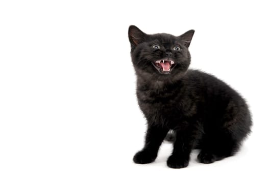 a black purebred kitten sitting on a white isolated background. High quality photo