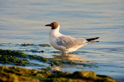 A seagull stands in the water on a sunny evening. High quality photo