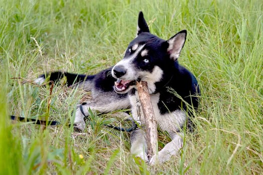 the husky is lying on the grass and gnawing on a stick. High quality photo