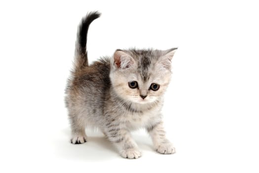 A gray purebred fluffy kitten sits on a white isolated background. High quality photo