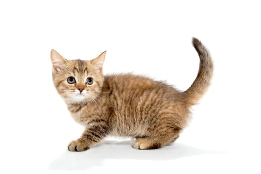 ginger striped purebred cat, goes to a white isolated background. High quality photo