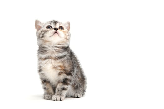 A gray purebred fluffy kitten sits on a white isolated background. High quality photo