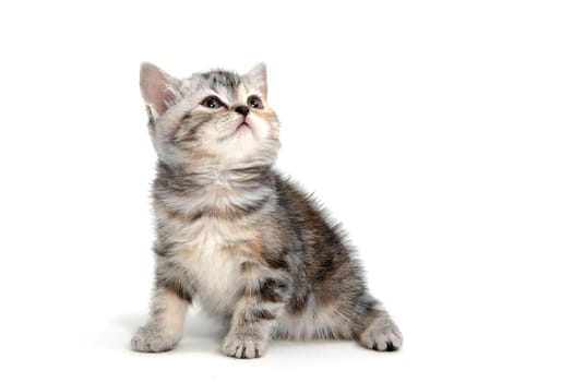 tabby purebred kitten sits on a white isolated background. High quality photo