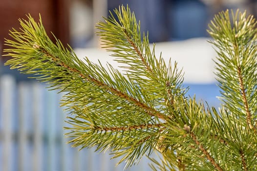 spruce branch close-up. High quality photo