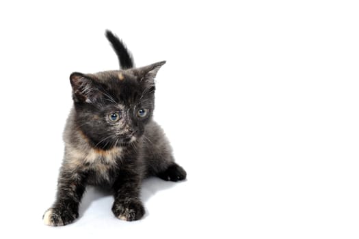 a gray spotted purebred kitten sits on a white isolated background. High quality photo