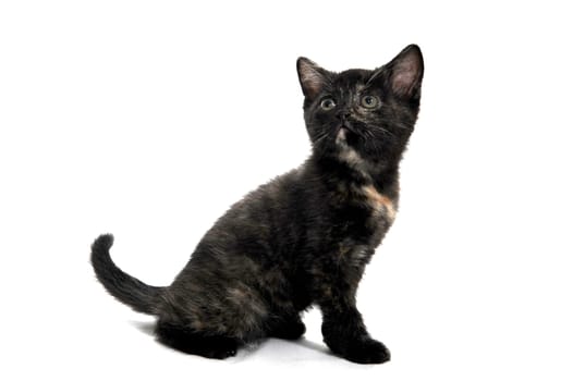 black spotted purebred kitten sitting on a white isolated background. High quality photo