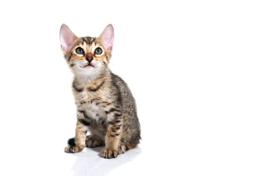 A purebred smooth-haired cat sits on a white isolated background. High quality photo
