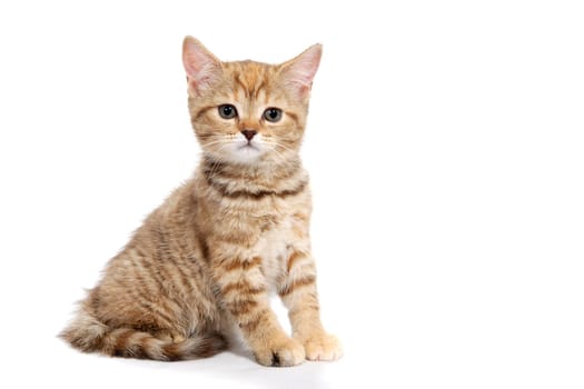 a ginger striped purebred kitten sits on a white background. High quality photo