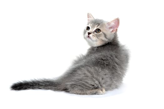 a gray striped purebred kitten sits on a white background. High quality photo