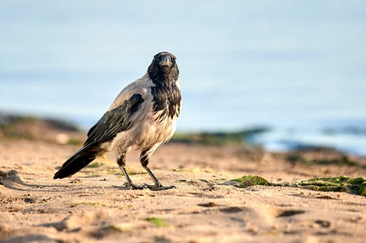 A crow stands on the sand on a sunny evening. High quality photo