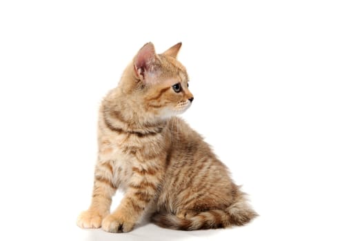 a red striped purebred kitten sits on a white background. High quality photo