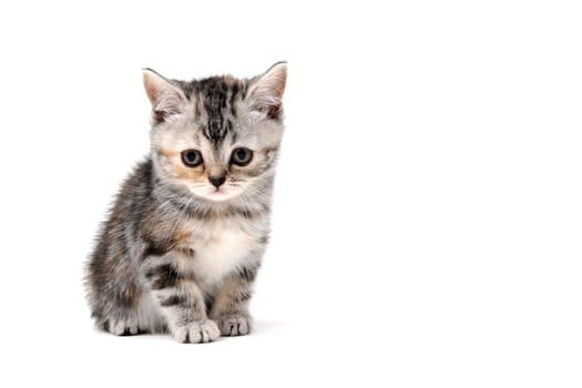 a grey spotted purebred kitten sits on a white isolated background. High quality photo