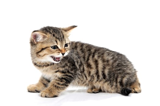 a gray striped purebred kitten sits on a white background. High quality photo