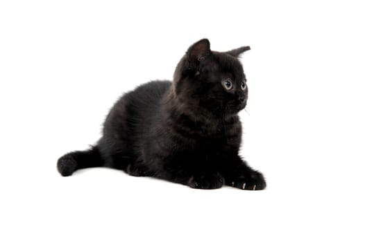 fluffy purebred black kitten lies on an isolated background. High quality photo