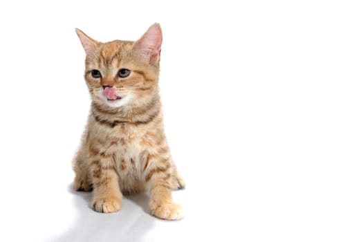 a purebred kitten with a red stripe sits on a white isolated background. High quality photo
