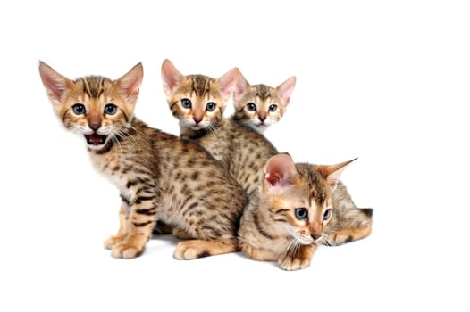 Four striped purebred kittens sit on a white background. High quality photo