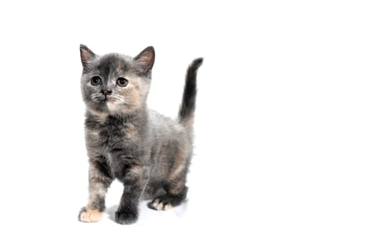 A gray purebred kitten stands on a white background. High quality photo
