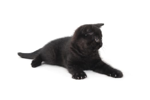fluffy purebred black kitten lies on an isolated background. High quality photo