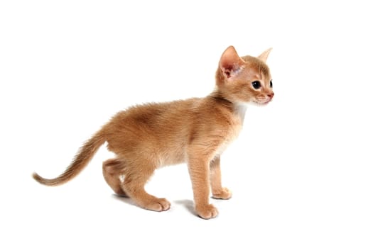 Abyssinian red cat stands on a white background. High quality photo