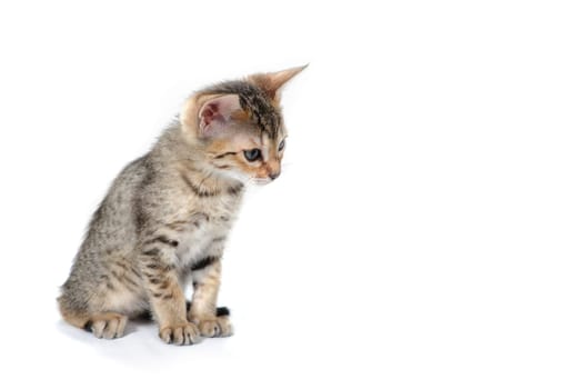 A purebred smooth-haired cat sits on a white isolated background. High quality photo