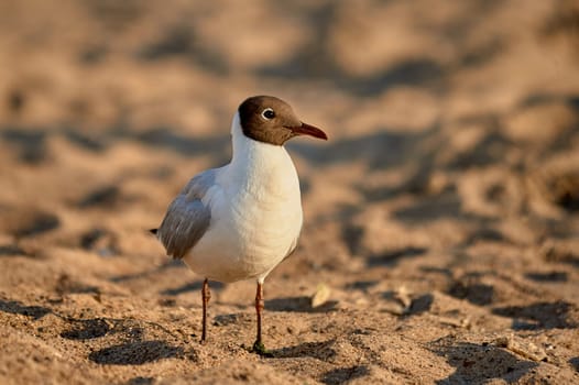 A seagull stands on the sand on a sunny evening. High quality photo